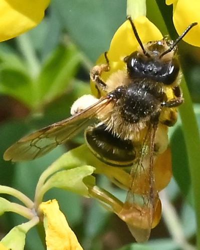 Andrena flavipes